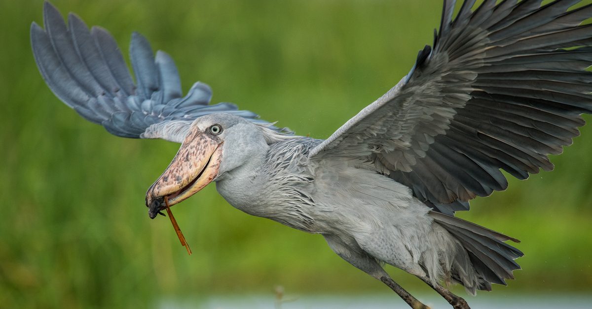 Shoebill Stork in Uganda