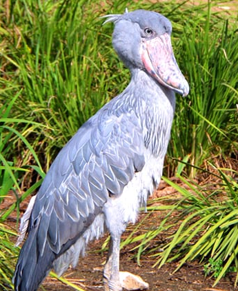 Day 12: Mabamba Swamp Walk and transfer to the airport. 