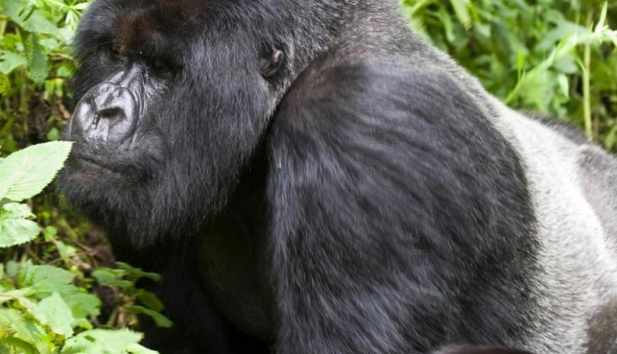 Silverback trekking in Uganda