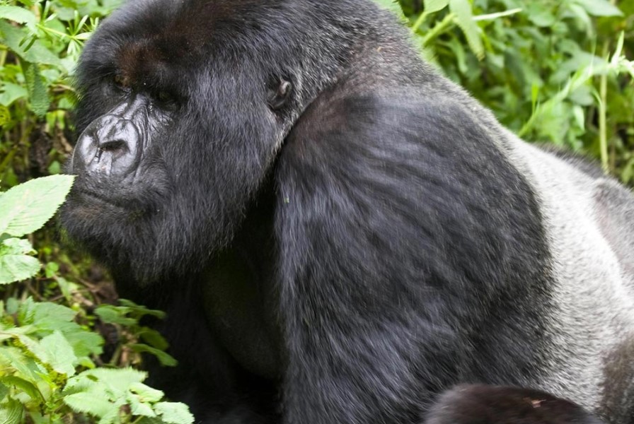 Silverback trekking in Uganda