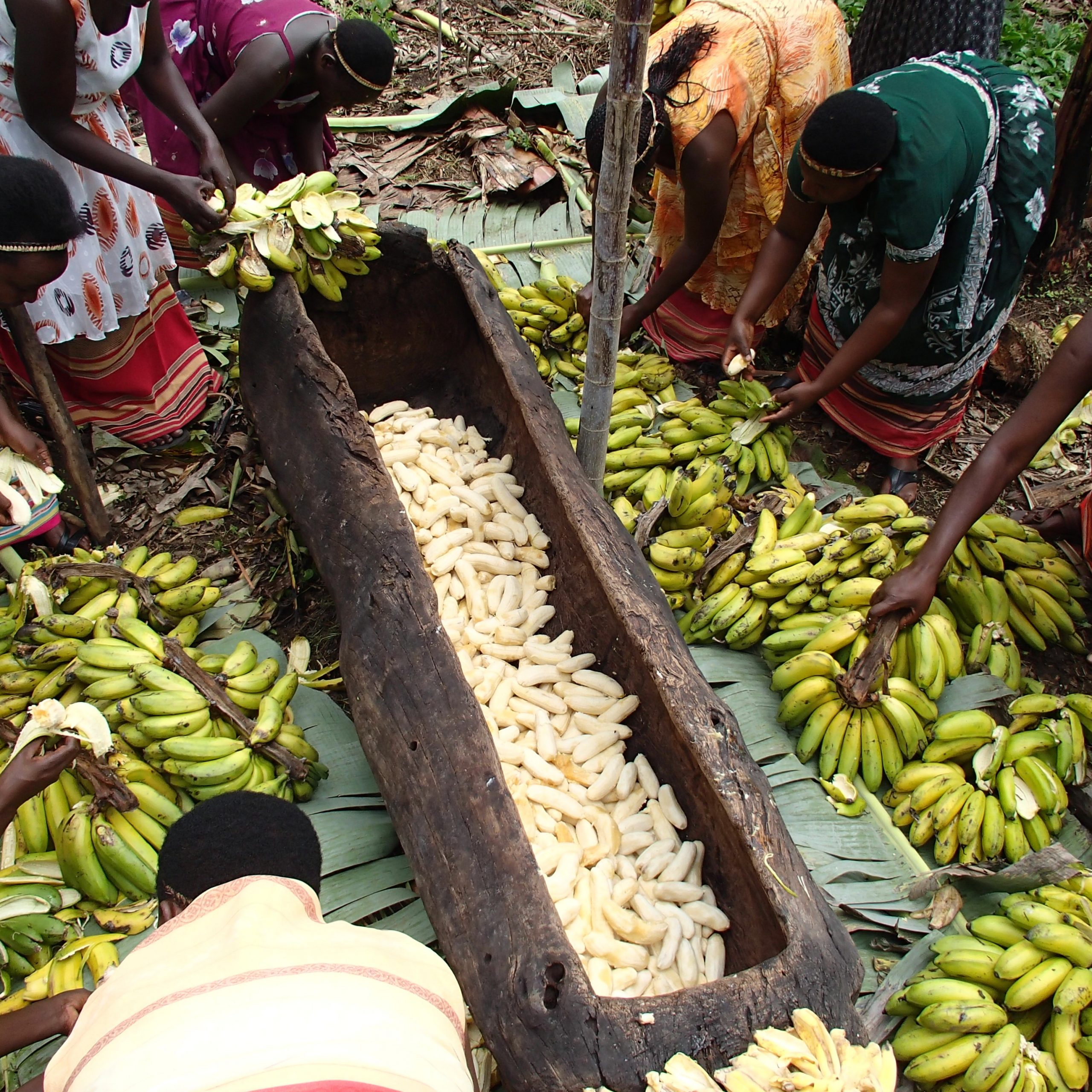 Day 6: Explore Rwanda’s sorghum and banana beer production.