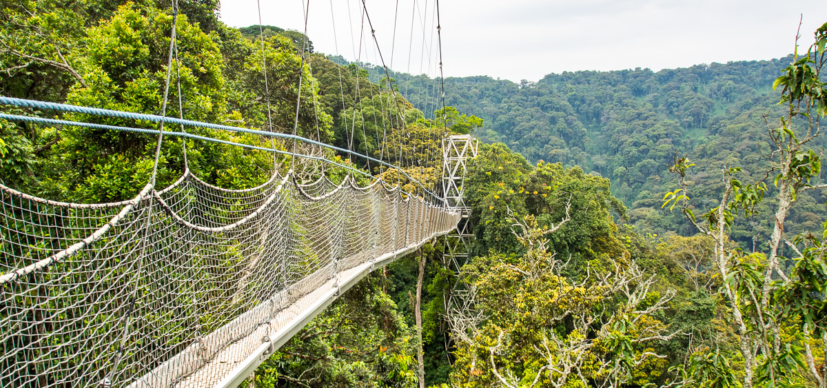 Nyungwe Forest National Park