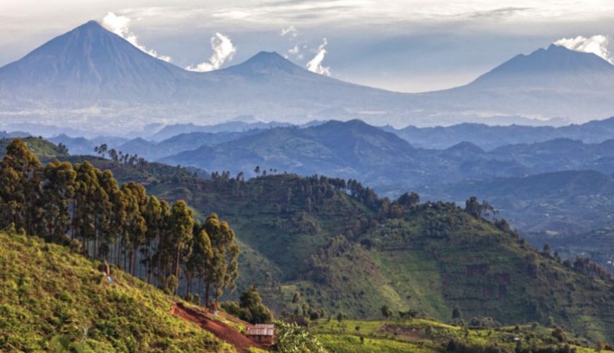 Gorilla Tours | Birding In Uganda | Gorilla trekking | Uganda Safaris