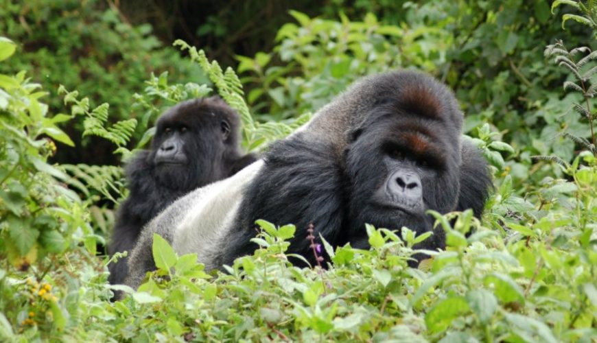 Gorilla Tours | Birding In Uganda | Gorilla trekking | Uganda Safaris