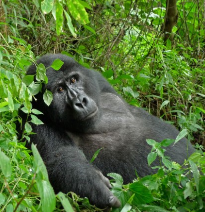  Day 9: tracking gorillas in Bwindi Impenetrable Forest