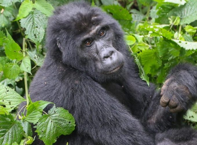 Gorilla Tours | Birding In Uganda | Gorilla trekking | Uganda Safaris