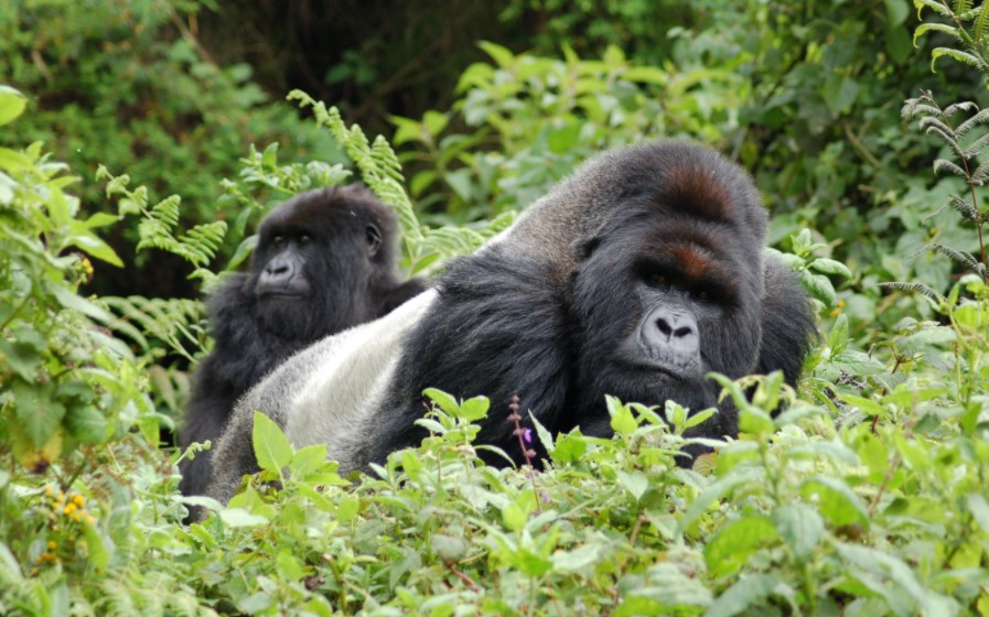 Gorilla Tours | Birding In Uganda | Gorilla trekking | Uganda Safaris