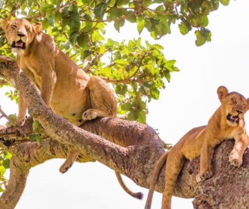 Day 7: Tree-climbing lions and travel to Bwindi Impenetrable Forest.