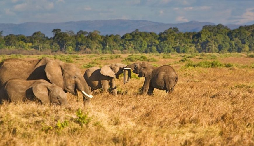 Traveling on a budget to Uganda for a safari