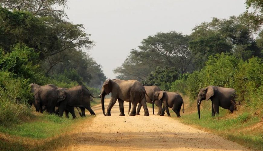 Tips on the best safari company while on vacation in Uganda