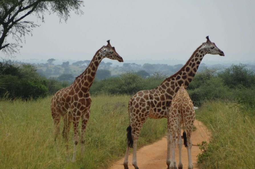 Tips on the best safari company in Uganda