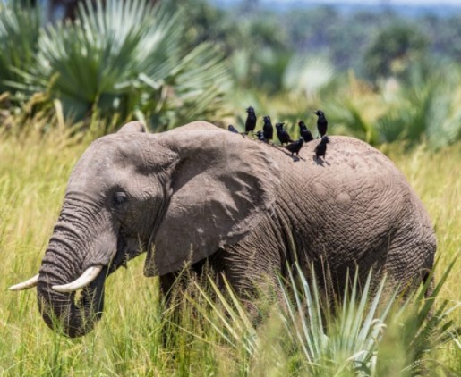 Day 3: Wildlife sightings and a boat cruise in Murchison Falls National Park