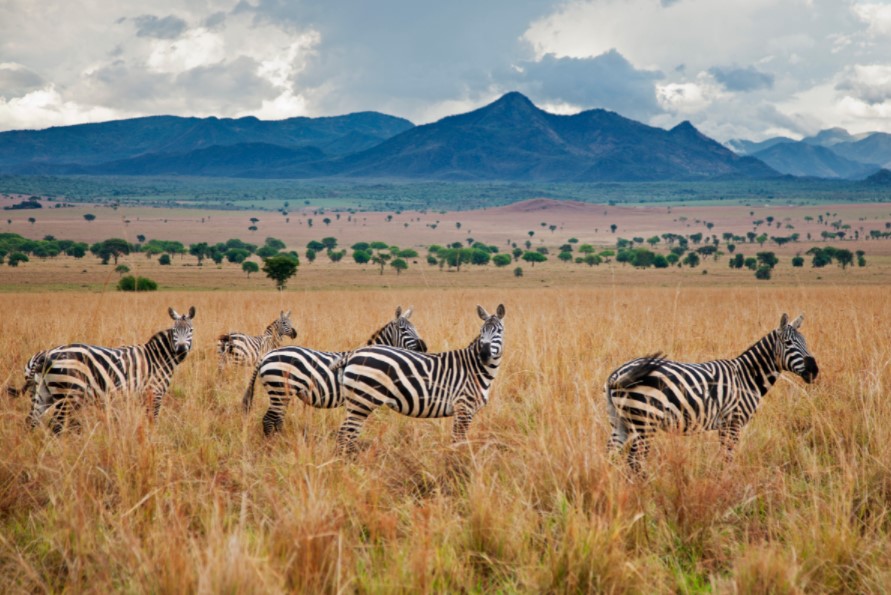 The Ten National Parks In Uganda