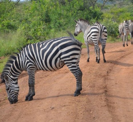 Day 11: Game drives and boat cruises on Lake Mburo