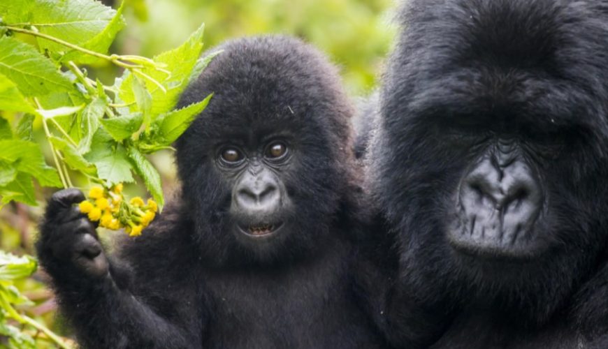 African gorilla trekking at a glance