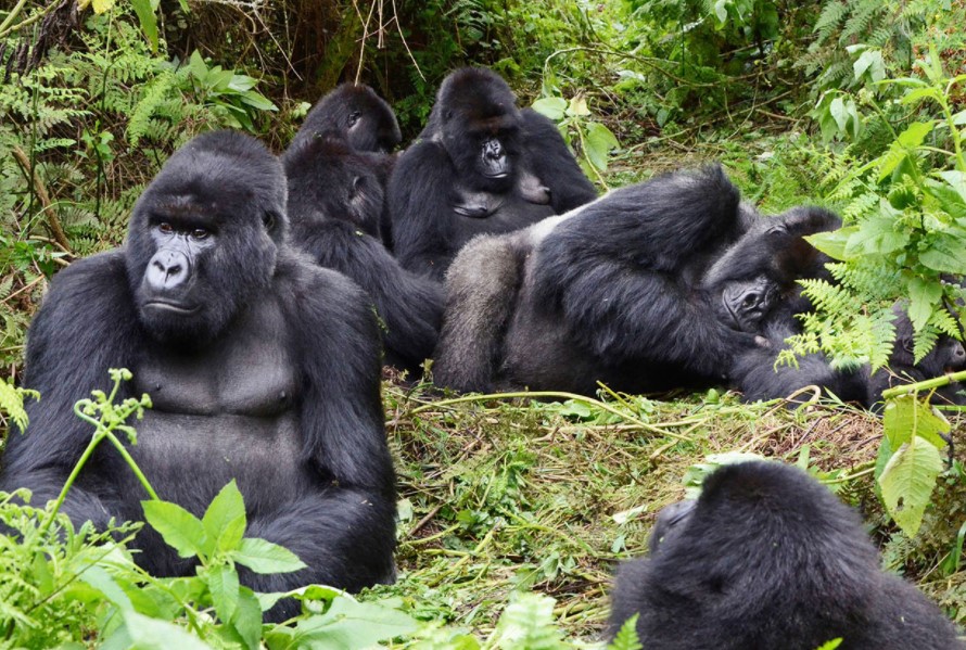 African gorilla trekking at a glance