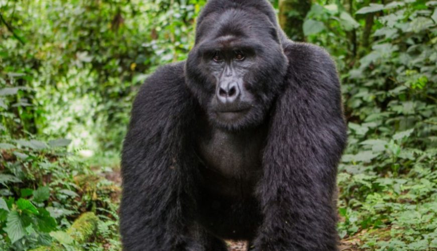 Gorilla Habituation Guide