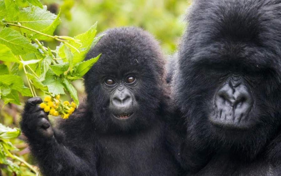 Gorilla Habituation Guide