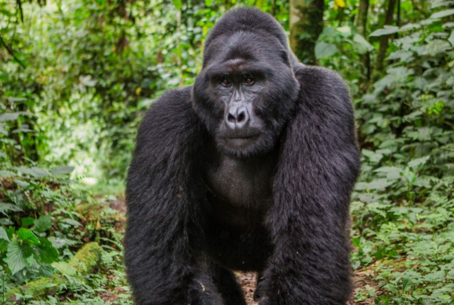 Gorilla Habituation Guide