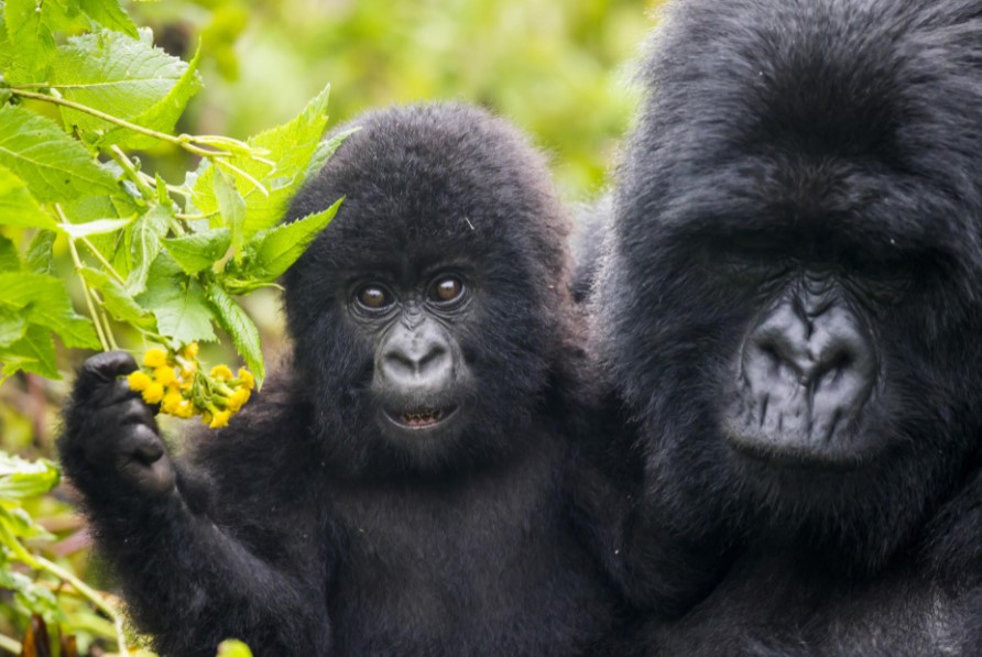 African gorilla trekking at a glance