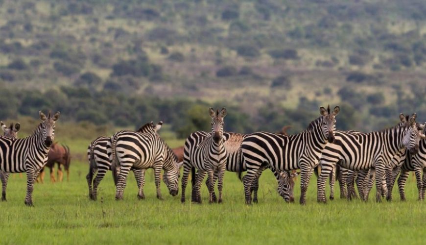 Reasons for visiting Akagera National Park