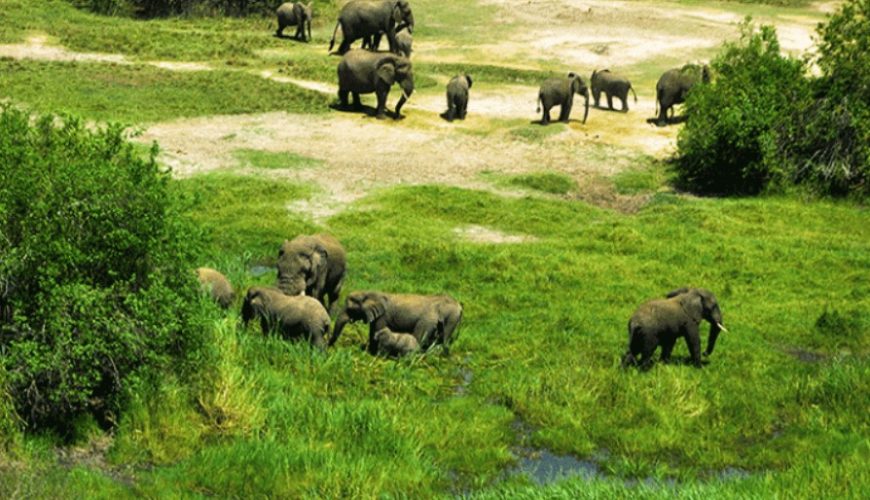 Safari activities in Akagera National Park