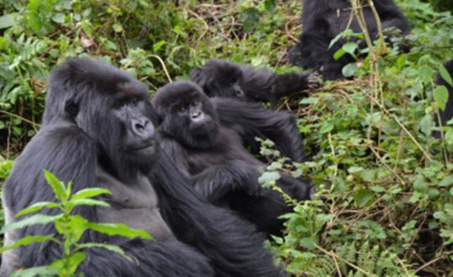 Mountain gorilla families in Rwanda