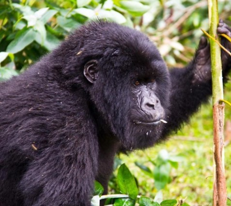 Day 15: Transfer to Bwindi Impenetrable forest