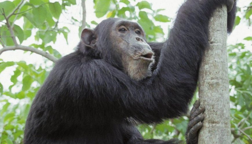 Safari activities in Nyungwe Forest National Park