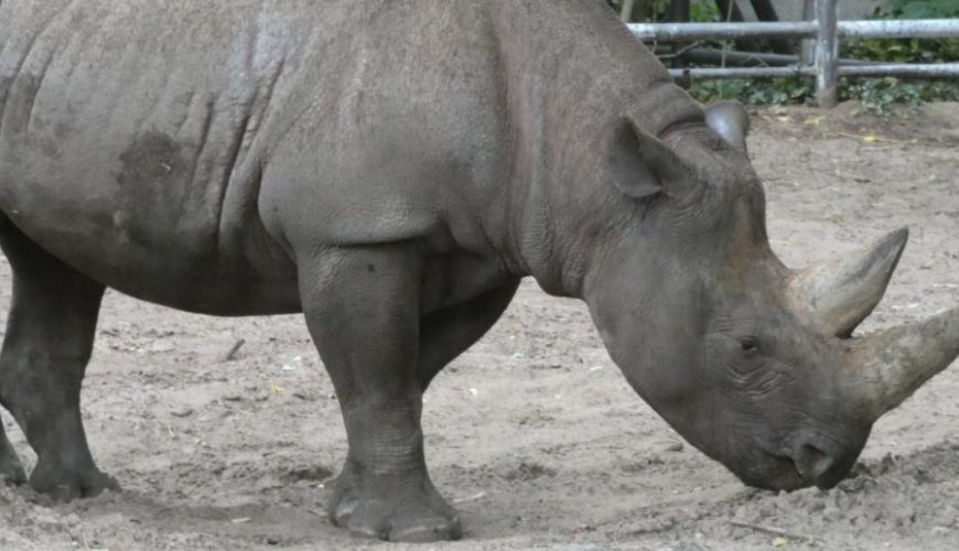 The Eastern Black Rhino Was Introduced In Rwanda.