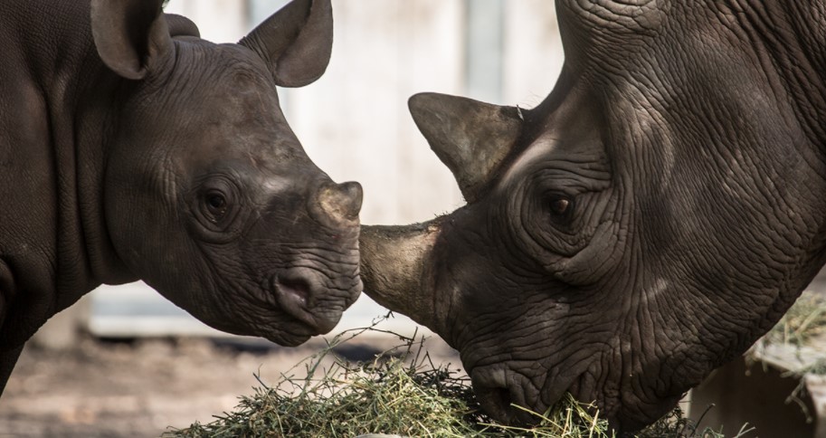 The Eastern Black Rhino Was Introduced In Rwanda.