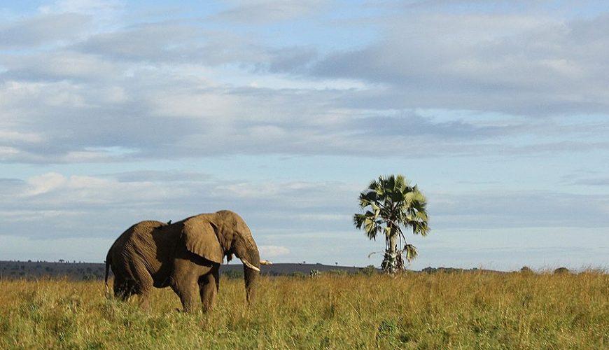 When to go to Kidepo Valley National Park for a safari?