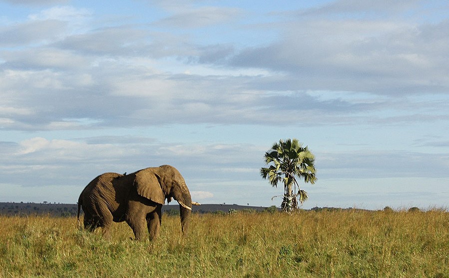 When to go to Kidepo Valley National Park for a safari?