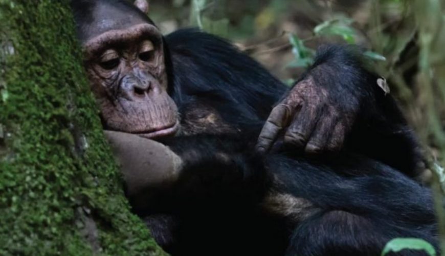Gorilla Tours | Birding In Uganda | Gorilla trekking | Uganda Safaris