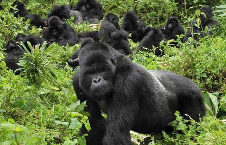 Mountain Gorilla Trekking Tips