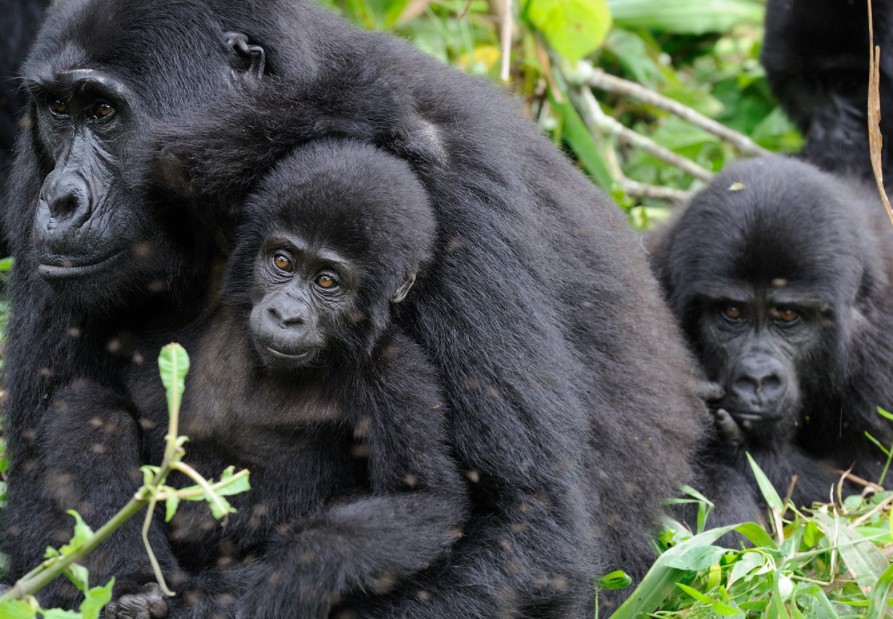 Distance From Volcanoes to Bwindi Impenetrable National Park