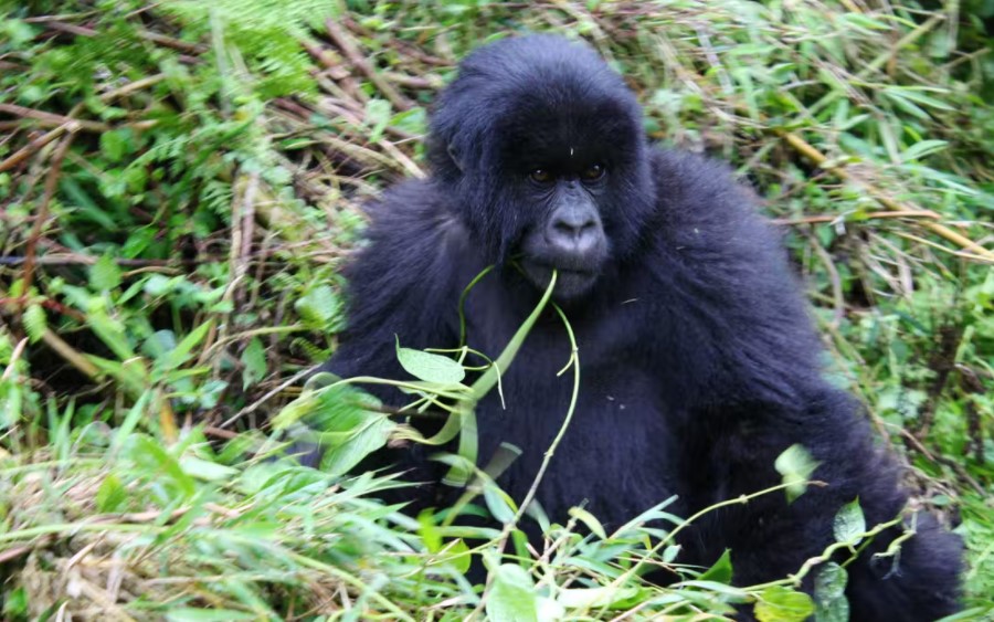 Distance From Volcanoes to Bwindi Impenetrable National Park