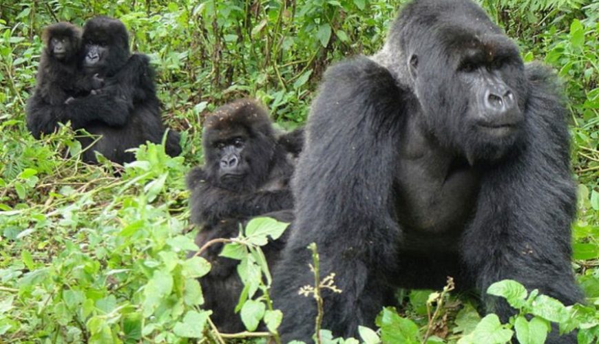 Karisimbi Gorilla Family In Rwanda