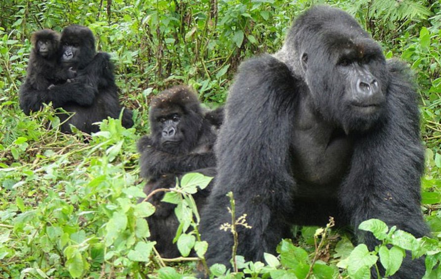 Karisimbi Gorilla Family In Rwanda