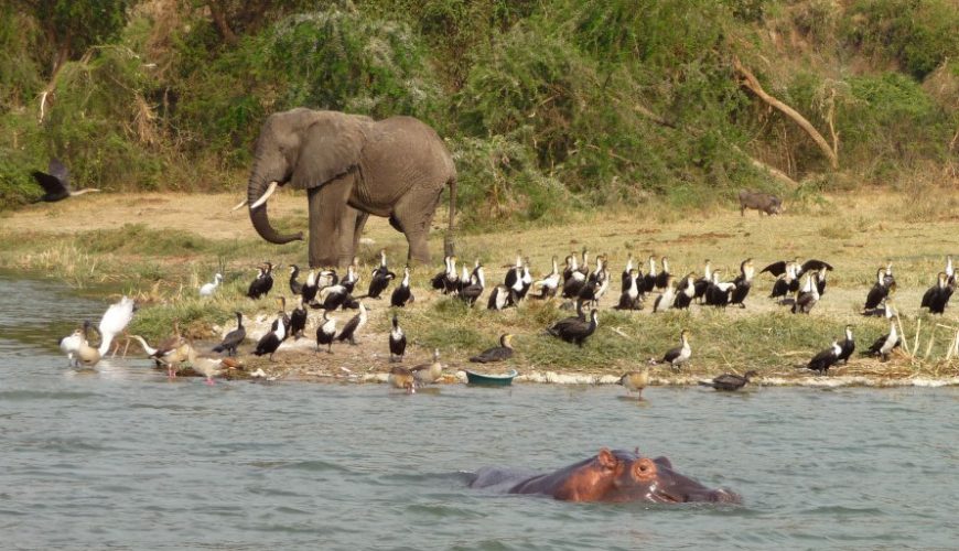 The best spots for wildlife safaris in Uganda