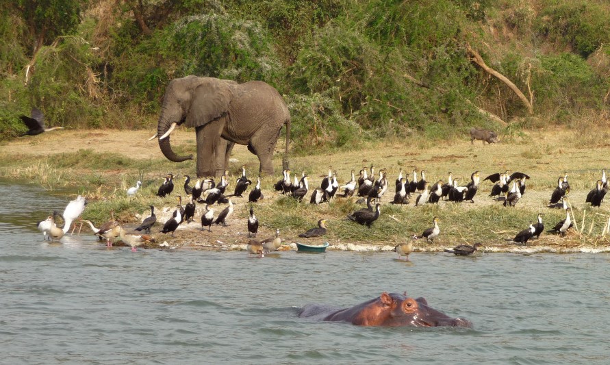 The best spots for wildlife safaris in Uganda