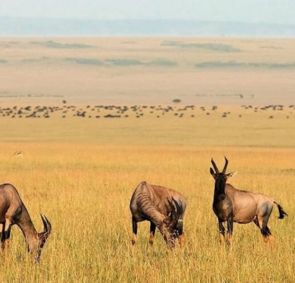 Day 5: Transfer to Kidepo valley national Game Park