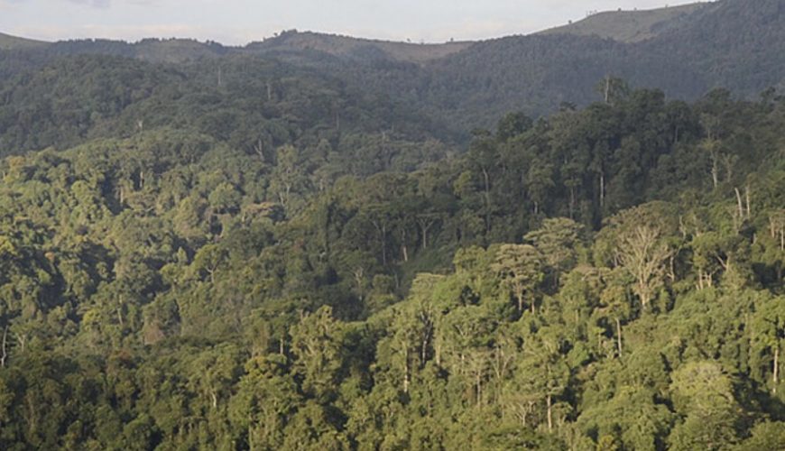 Tree planting in Gishwati Mukura Forest