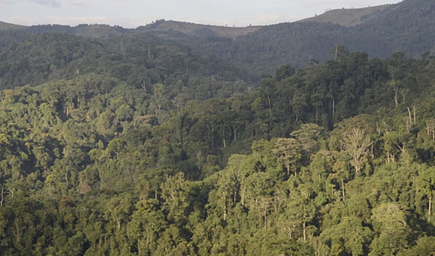 Tree planting in Gishwati Mukura Forest