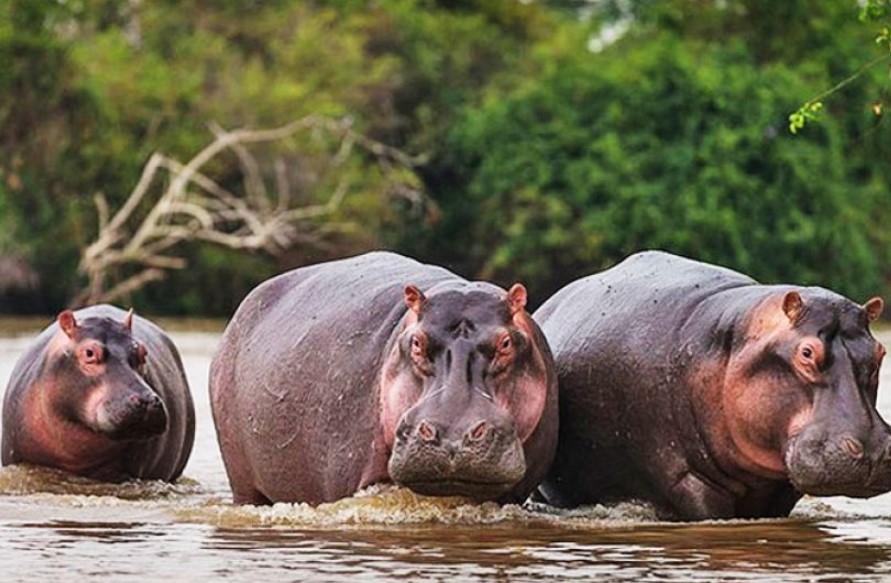 Boat cruise safaris in Rwanda