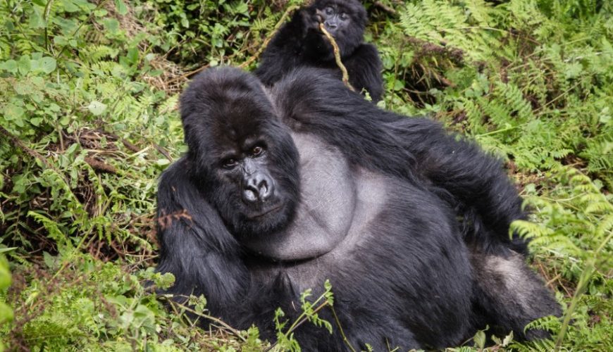 Mountain Gorilla Trekking Tips