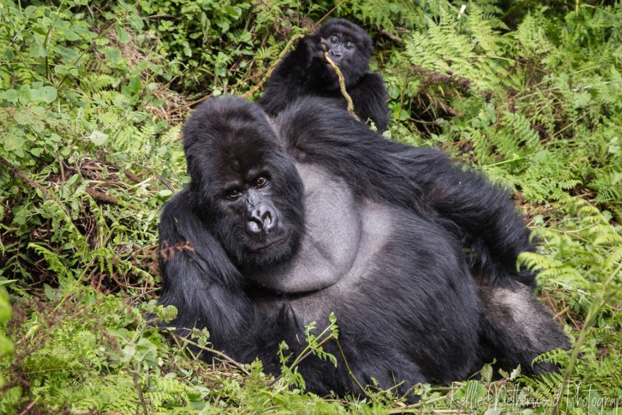 Mountain Gorilla Trekking Tips