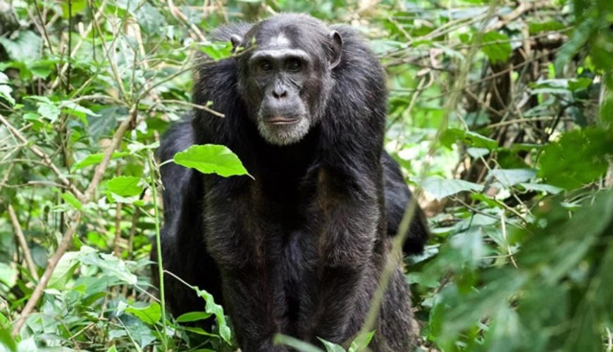 Park entrance fees for Nyungwe Forest National Park
