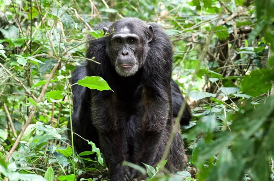 Park entrance fees for Nyungwe Forest National Park