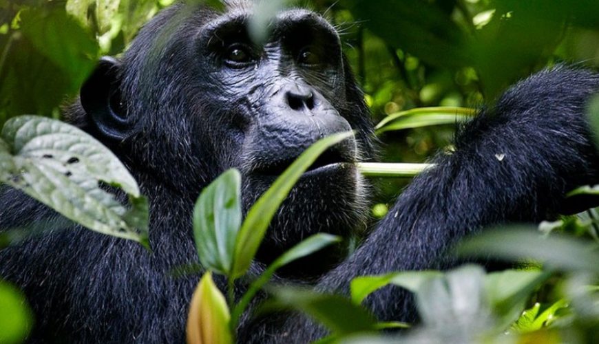Gorilla Tours | Birding In Uganda | Gorilla trekking | Uganda Safaris